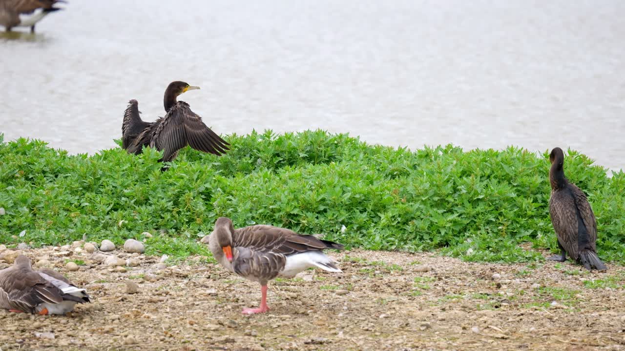 Large Cormorant sitting on her nest and flexing her wings, with a white face and yellow and grey bill