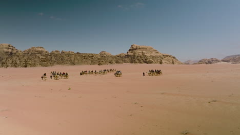 caravan of camels walking in the wadi rum desert in jordan on a sunny day - aerial drone shot