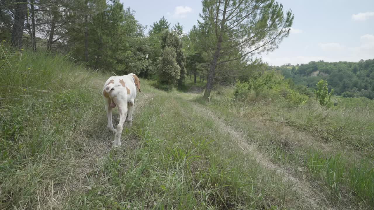 de cerca siguiendo el perro cazador de trufa en el bosque de las colinas italianas de la toscana