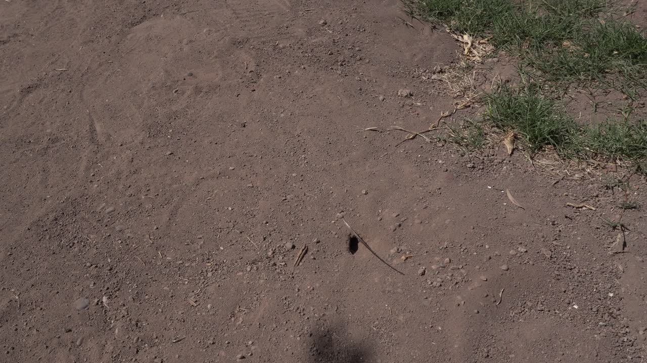 An insect digging a hole in the soil, seen at work. Nearby, there is a lot of dirt and a bit of greenery