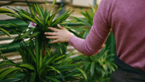 Closeup-view-of-female-hand-touching-leaves-of-different-plants-while-walking-among-rows-of-flowers-in-flower-shop-or-market