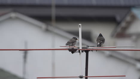 pájaros estorninos de mejillas blancas posados en una antena e interactuando entre sí - de cerca
