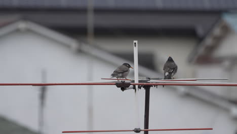 white-cheeked starling birds perching on an antenna and interacting with each other - close up