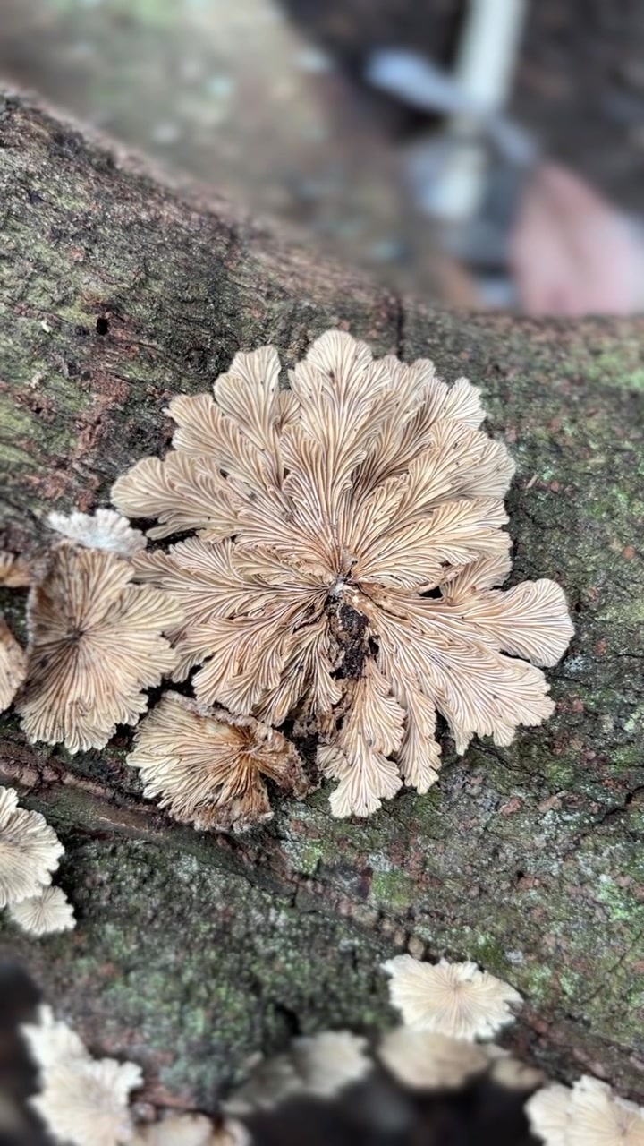 Close-up de cogumelos em forma de leque crescendo em um tronco de árvore