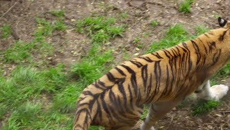 tiger running in zoo habitat