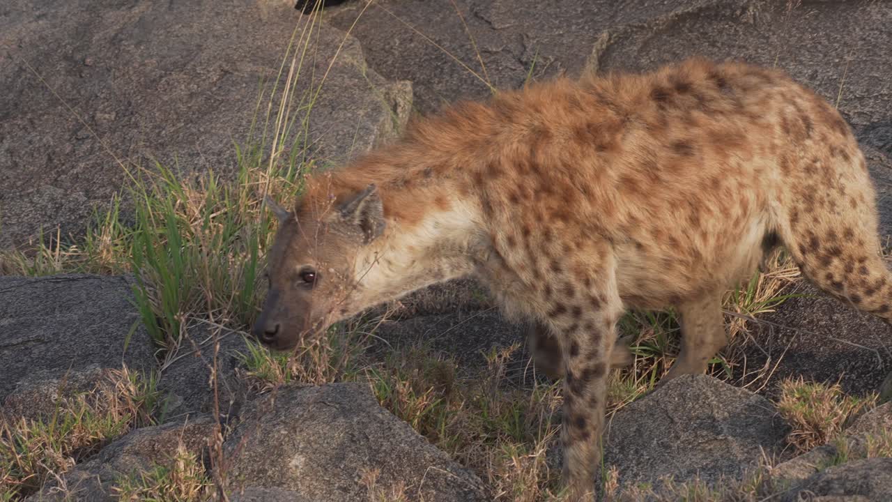 Wild hyena walking on Savanna in slow motion