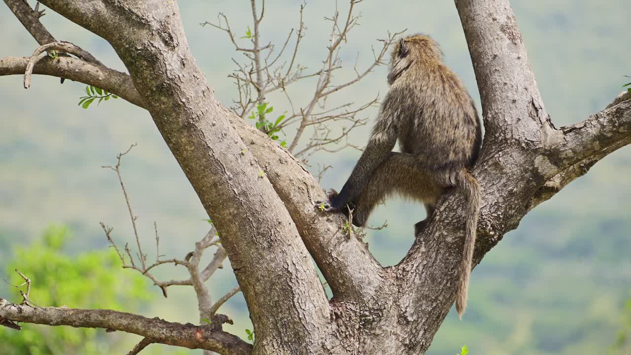 babuino sentado en la rama de un árbol en la reserva de masai mara norte, hábitat natural de la vida silvestre africana en la reserva nacional de masai mara intacta por los humanos, kenia, áfrica animales de safari