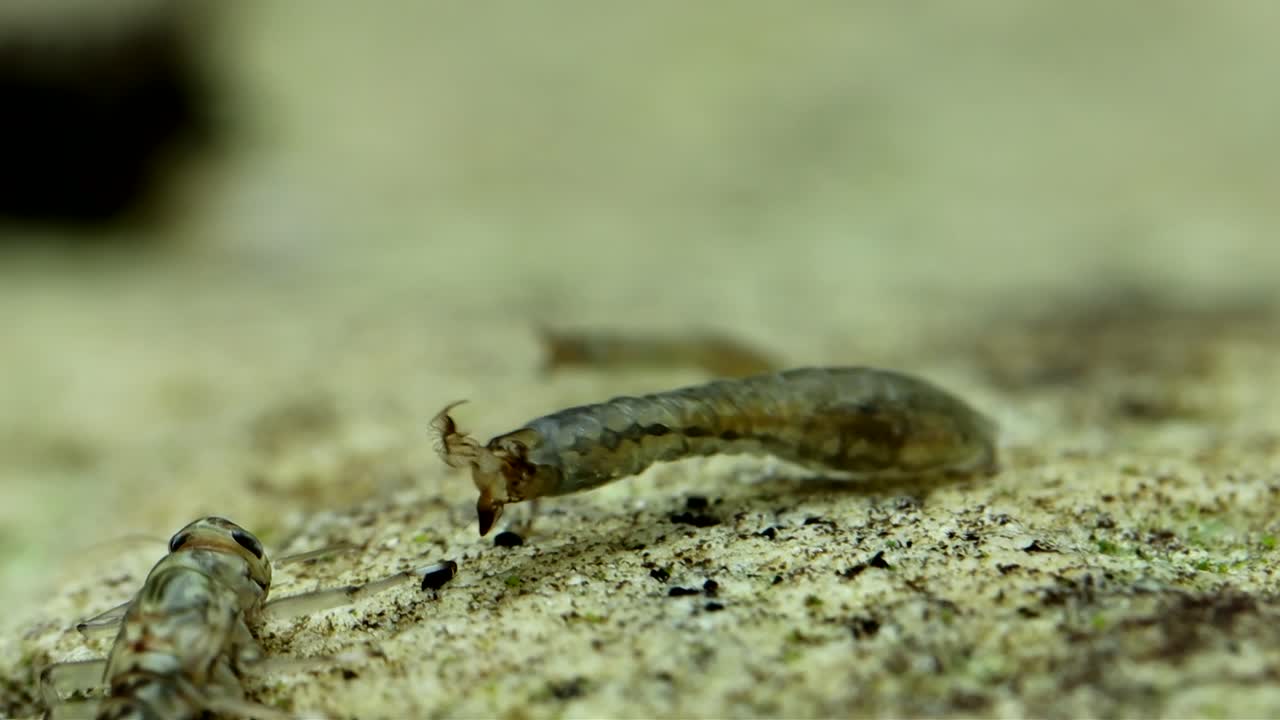 Larva di mosca nera (Simuliidae) sott'acqua, attaccata a una roccia in un torrente di trote, mentre si nutre per filtrazione usando ventagli labrali modificati, macro primo piano al rallentatore.