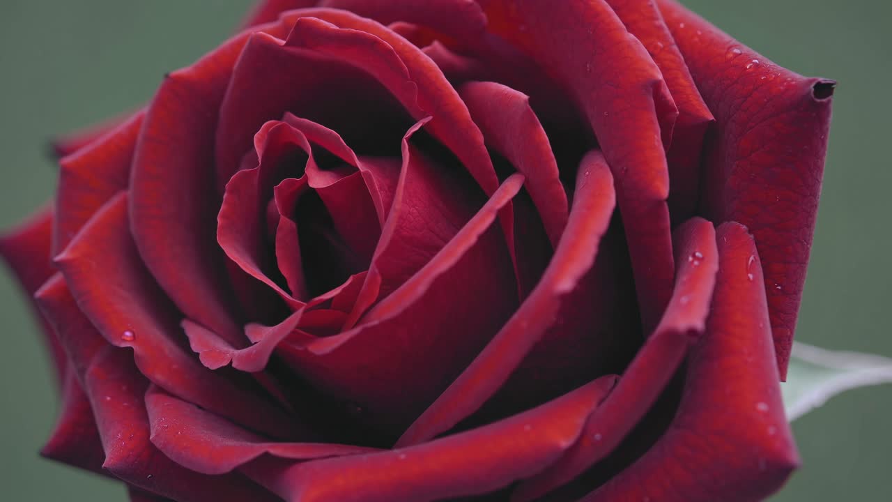 Close-up video of a red rose with dewdrops, captured from a slightly tilted angle