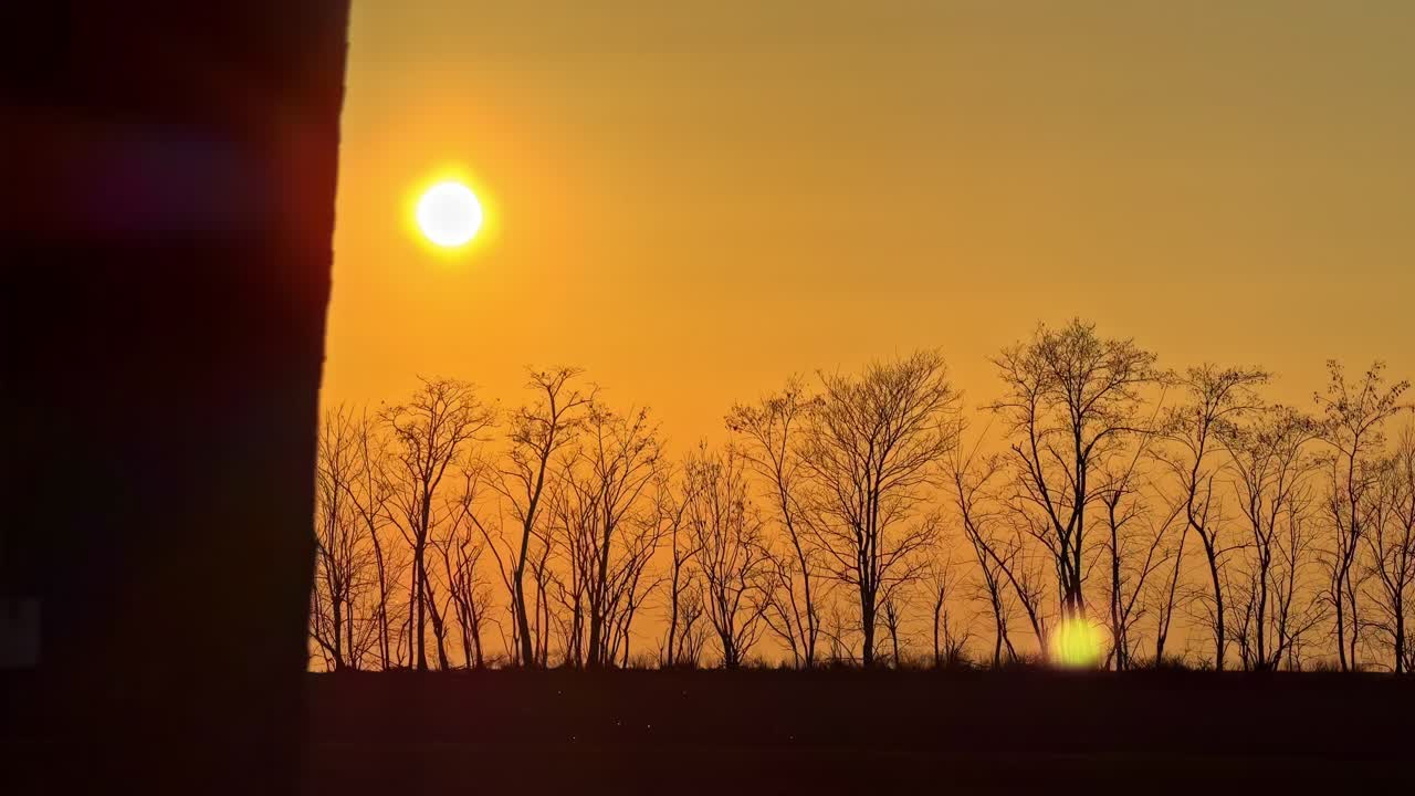 暖かい田園風景の中、黄金の夕焼け時に裸の木々の列を通り過ぎる。地平線の上には明るい太陽が輝いている。