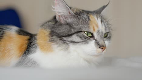 Extreme-close-up-of-colorful-orange,-black-and-white-cat-relaxed-sitting-on-bed