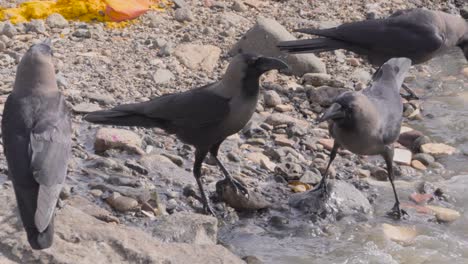 los cuervos bebiendo agua de mar contaminada en el camino de bandra.