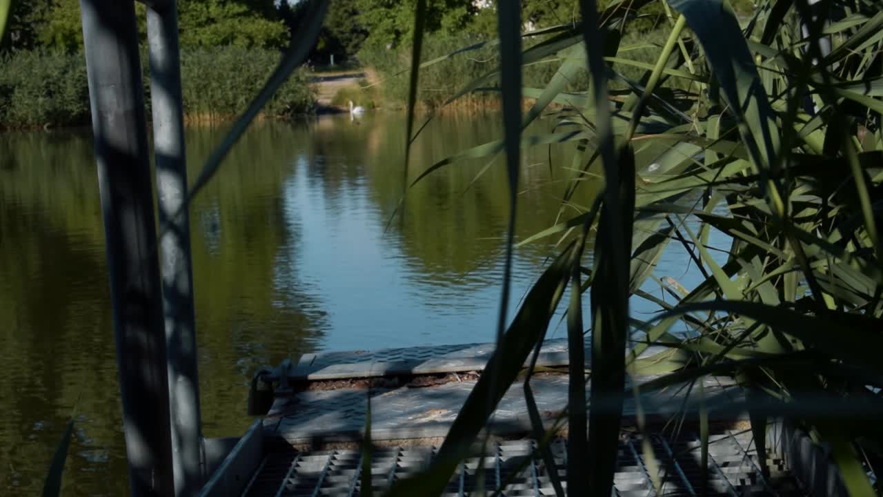 German Nature - Swan on a Lake
