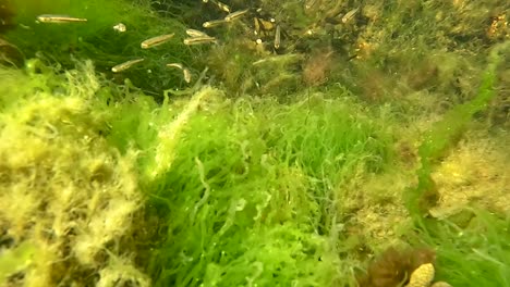 toma submarina en cámara lenta de pequeños peces nadando lentamente y descansando en el fondo del océano