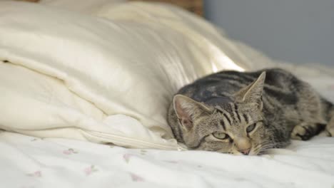 young tabby cat resting on bed wide panning shot