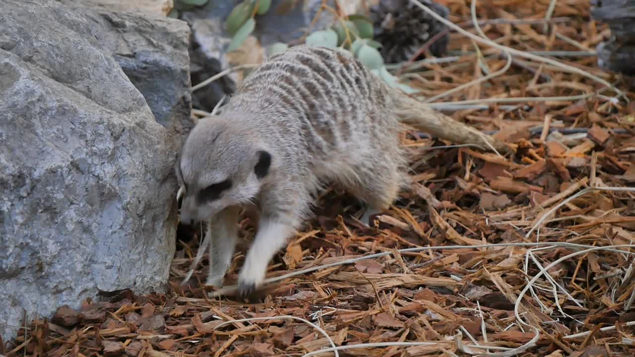 Meerkat sniffing and walking around