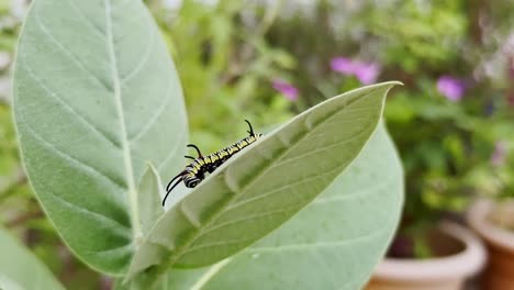 close-up of a monarch caterpillar, its distinctive black, yellow, and white stripes sharply contrasting against the lush green milkweed leaf it is devouring
