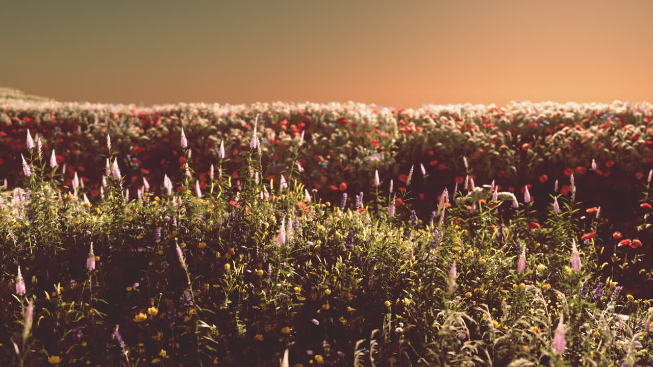 여름 해가 지는 동안 꽃이 피는  ⁇