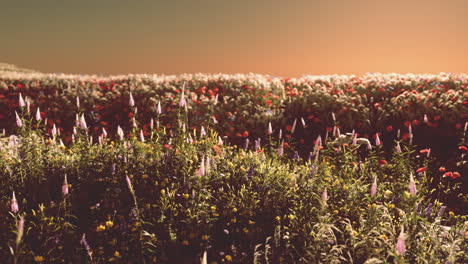 Feld-Mit-Blumen-Während-Des-Sommersonnenuntergangs