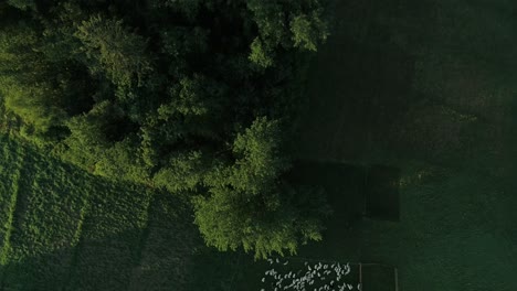 Luftaufnahme-Einer-Schafherde,-Die-Auf-Einer-Grünen-Wiese-Weidet---Luftabstieg