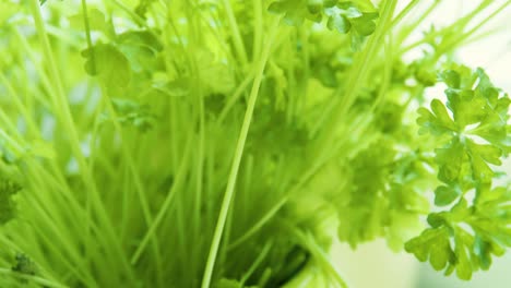 cutting fresh green curley parsley for cooking preperation