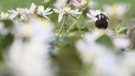 Pheasant-tailed-Jacana-in-Water-Lily-Flowers-in-morning