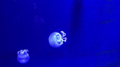 Single jellyfish floating in deep blue water in aquarium tank. Minimalistic underwater scene of translucent marine invertebrate. Ocean life and aquatic species concept for design and print