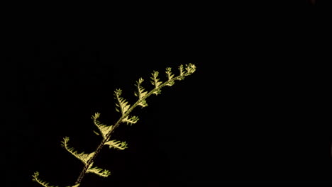 Silver-Fern-unfurling-,-underside-time-lapse-on-black-back-ground,-static