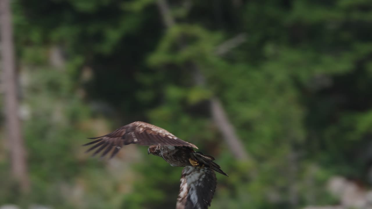 An eagle flying in slow motion looking for food over the ocean in Canada