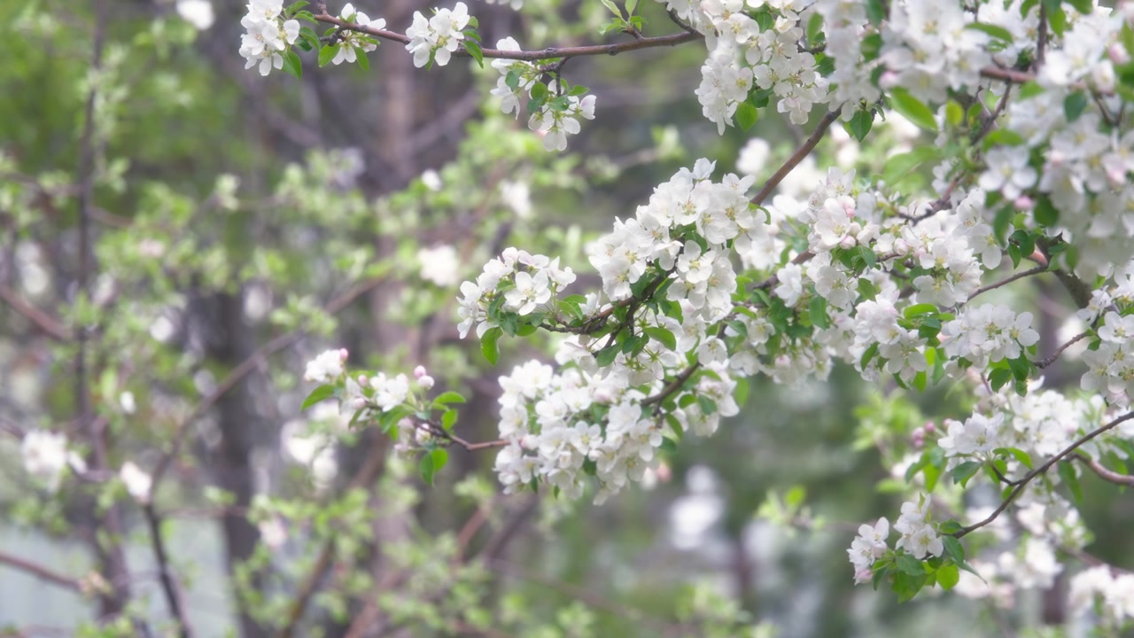 Apple tree blooming with white flowers
