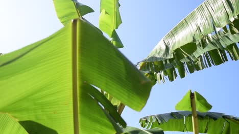 Sommer-Tropischer-Baum-Glänzt-Durch-Sonnenschein