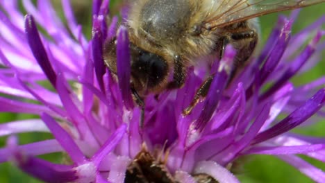 foto macro de abeja recogiendo polen de flor morada a la luz del sol