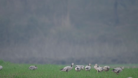 flock of bar headed goose grazing