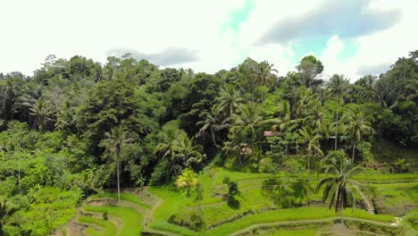 aerial shot of green tegalalang rice fields and lush jungle in bali, indonesia