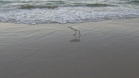 un pájaro camina a lo largo de la orilla mientras las olas vienen.