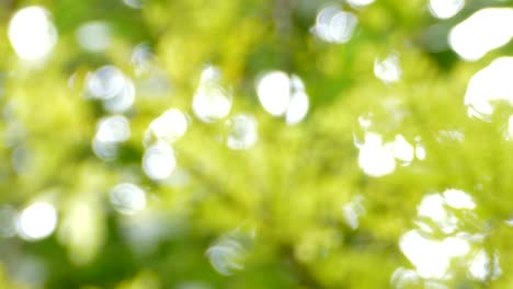 sunlight seen through leaf and branches.