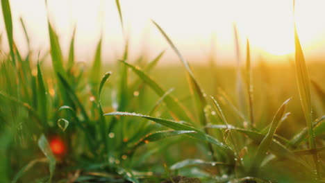 young wheat sprouts with dew on them sway in the wind