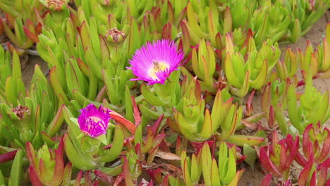 la abeja recogiendo el néctar de la flor en flor