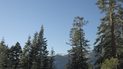 Beautiful-Lake-Tahoe-landscape-with-Douglas-Fir-trees-and-a-mountain-range-passing-by-from-the-view-out-the-driver-side-window-of-a-car-driving-through