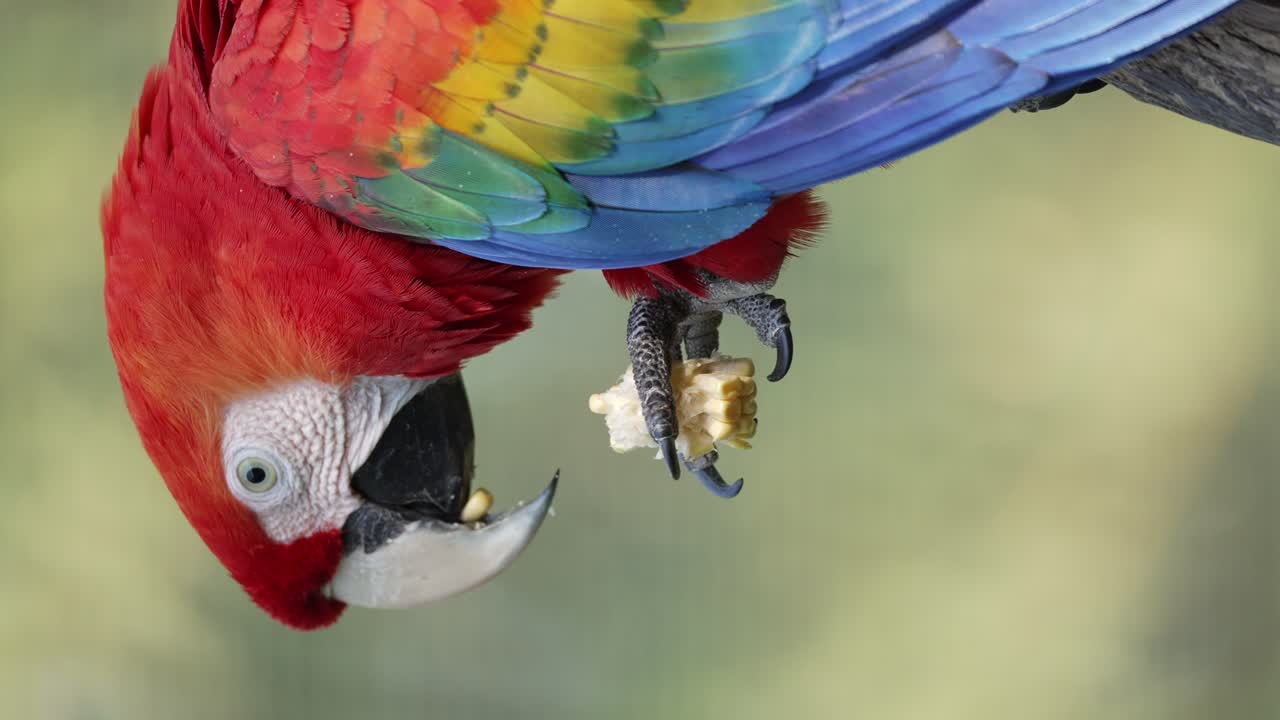 un hermoso primer plano de un ara macao con colorido plumaje comiendo con su garra