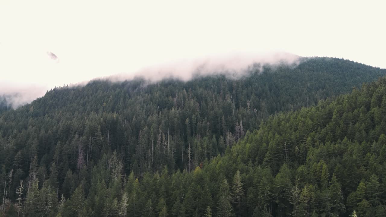 Ripresa aerea ascendente con drone della foresta e delle montagne nel profondo nord-ovest del Pacifico mentre la nebbia avanza.