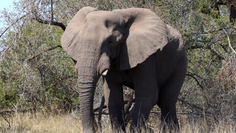 lonely male african elephant walking towards the camera