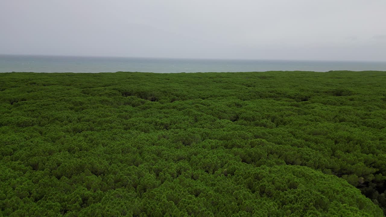 сосновые леса сосновые деревья, пляж тоскана италия