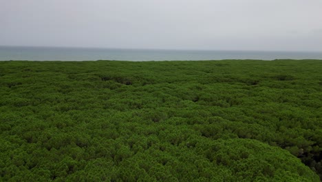 소나무 숲, 해변, 토스카니, 이탈리아