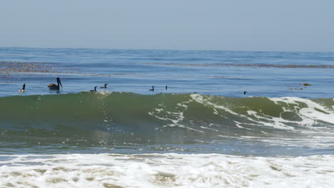 sea birds float over waves looking out over the ocean