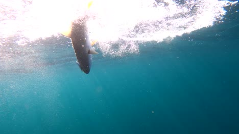 yellowtail fish flails against surface as it is gaffed and caught