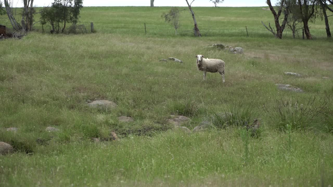 자연의 숫양과 양 오줌 누고 대변 똥 통과