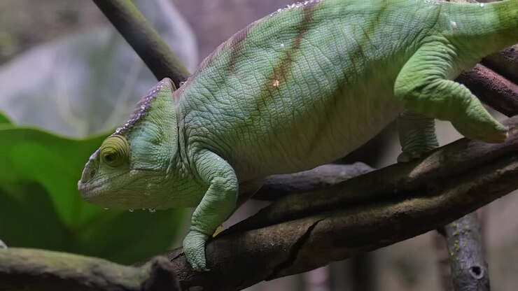 A Beautiful Green parson Chameleon Slowly Moving Across A Tree Branch - Close Up Shot