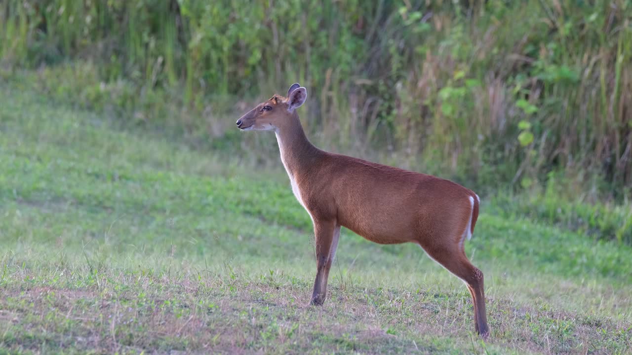 masticando y mirando el lado izquierdo del marco, parque nacional khao yai, el ciervo ladrador muntjac, tailandia