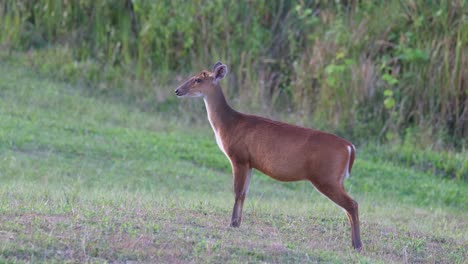 chewing and looking at the left side of the frame, khao yai national park, barking deer muntjac, thailand